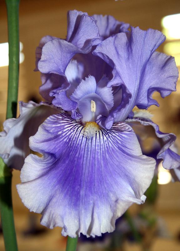 Photo of Tall Bearded Iris (Iris 'Money in Your Pocket') uploaded by Calif_Sue