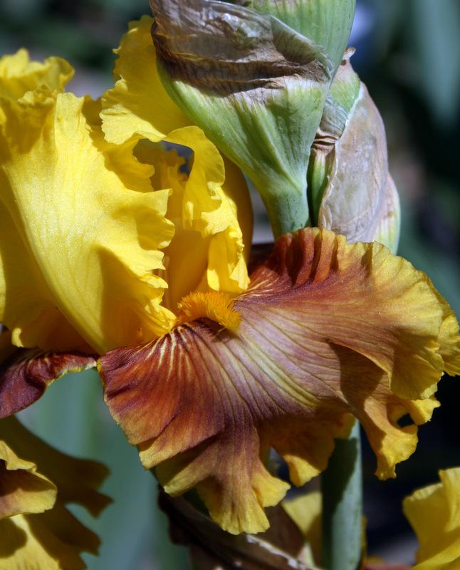 Photo of Tall Bearded Iris (Iris 'Solar Drama') uploaded by Calif_Sue