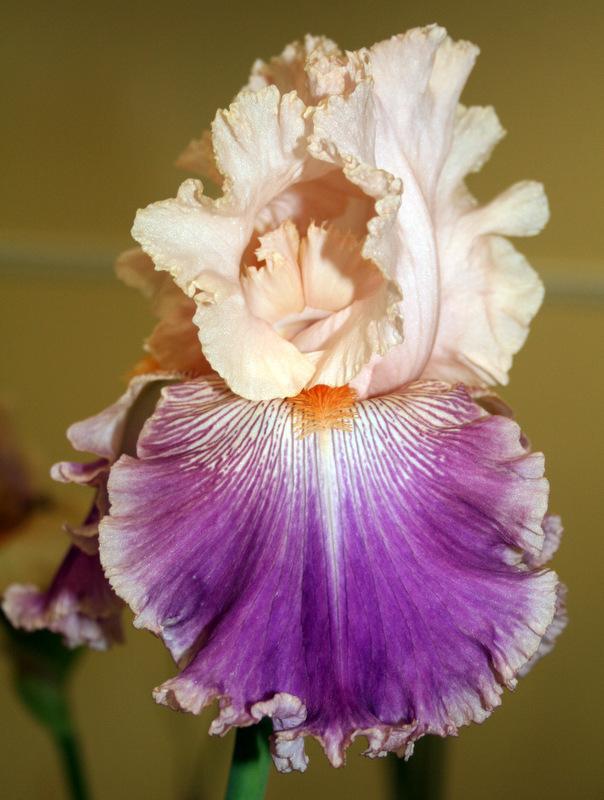 Photo of Tall Bearded Iris (Iris 'Savannah Fair') uploaded by Calif_Sue
