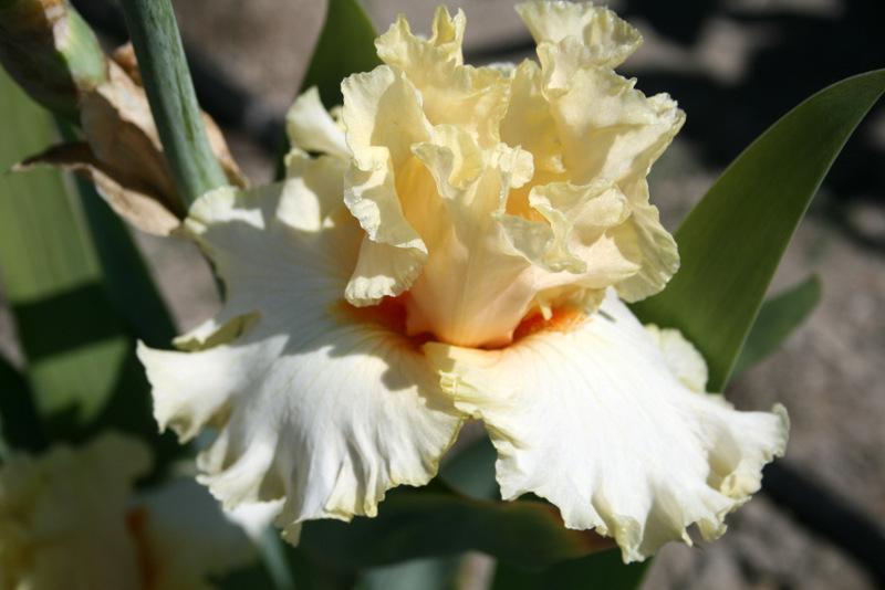 Photo of Tall Bearded Iris (Iris 'Mimosa') uploaded by Calif_Sue