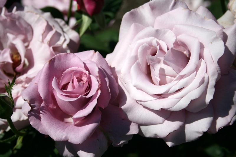 Photo of Rose (Rosa 'Neptune') uploaded by Calif_Sue