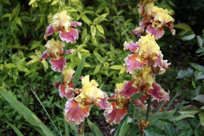 Photo of Tall Bearded Iris (Iris 'Man About Town') uploaded by Calif_Sue