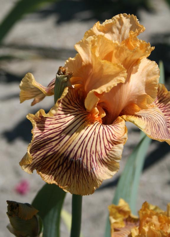 Photo of Tall Bearded Iris (Iris 'Teasing Tiger') uploaded by Calif_Sue
