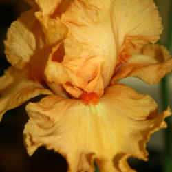 Location: Taken at a local iris show
Date: 2013-05-04