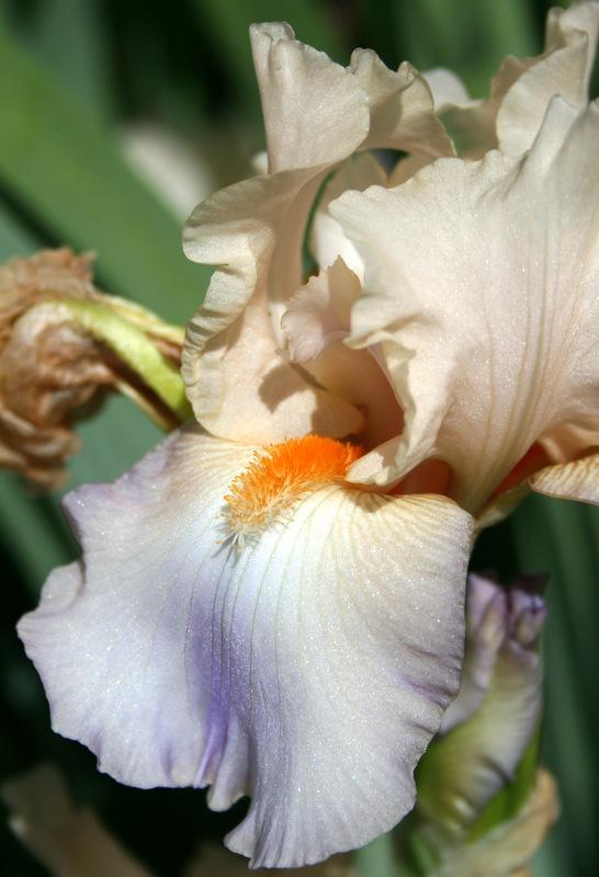 Photo of Tall Bearded Iris (Iris 'Celebration Song') uploaded by Calif_Sue