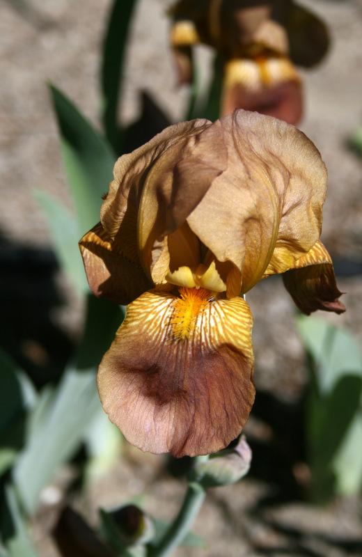 Photo of Tall Bearded Iris (Iris 'Copper Lustre') uploaded by Calif_Sue