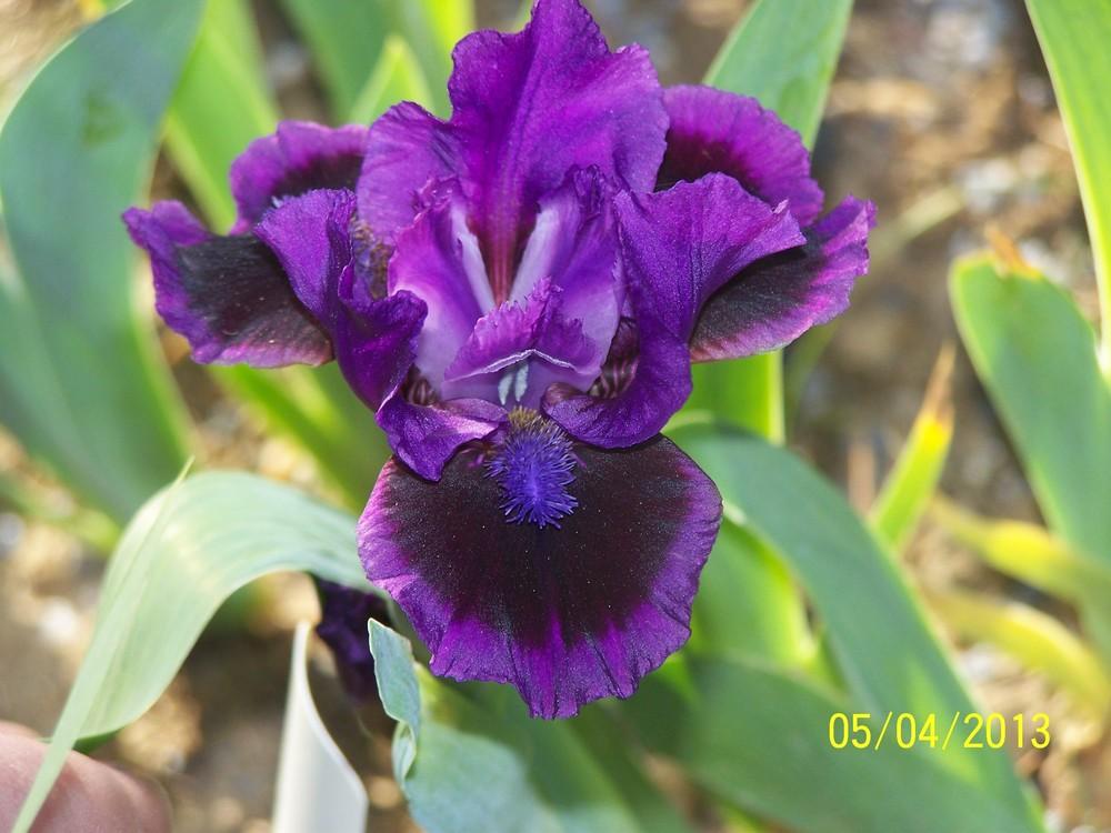 Photo of Standard Dwarf Bearded Iris (Iris 'Smart') uploaded by Misawa77