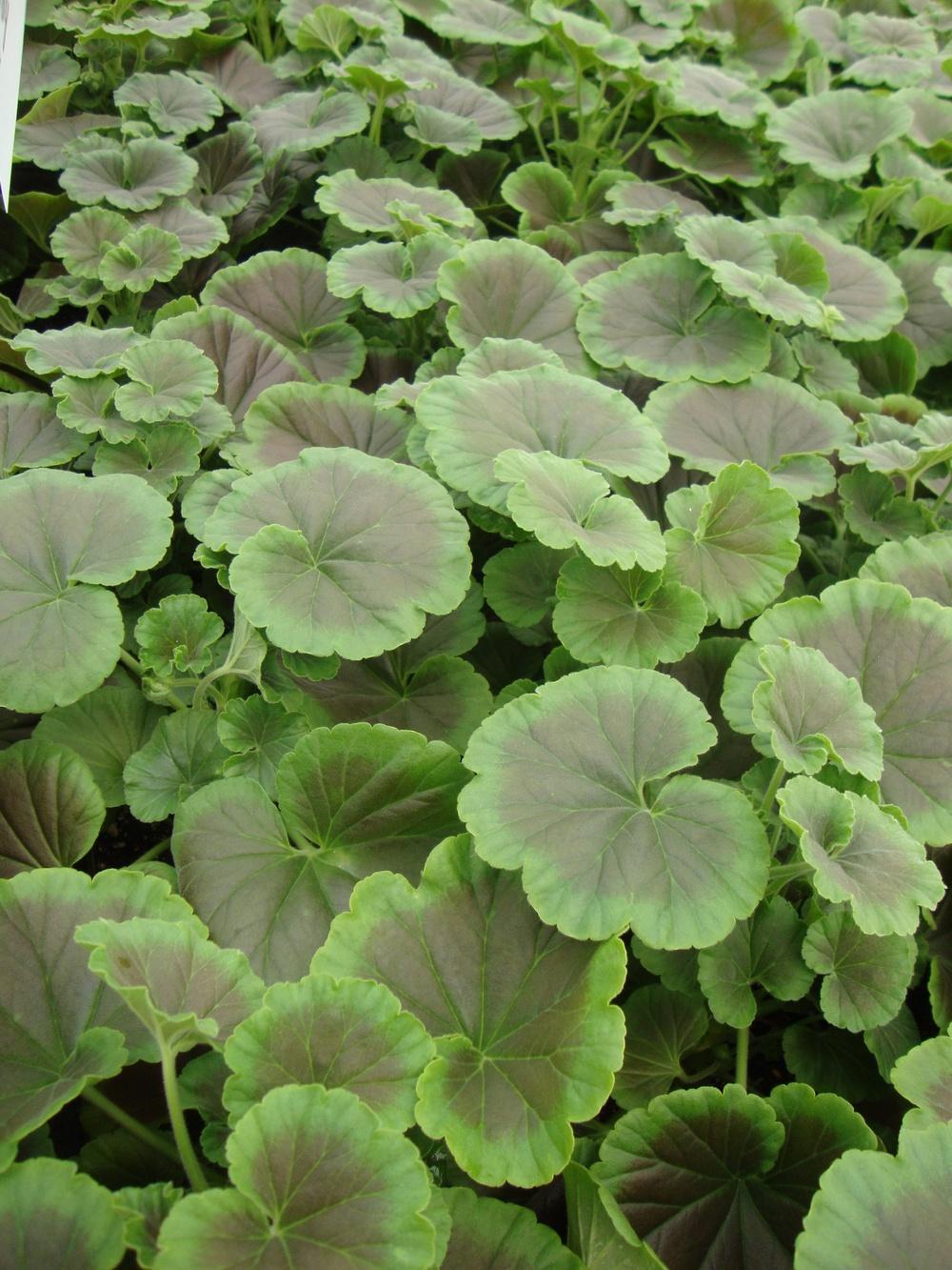 Photo of Pelargoniums (Pelargonium) uploaded by Paul2032
