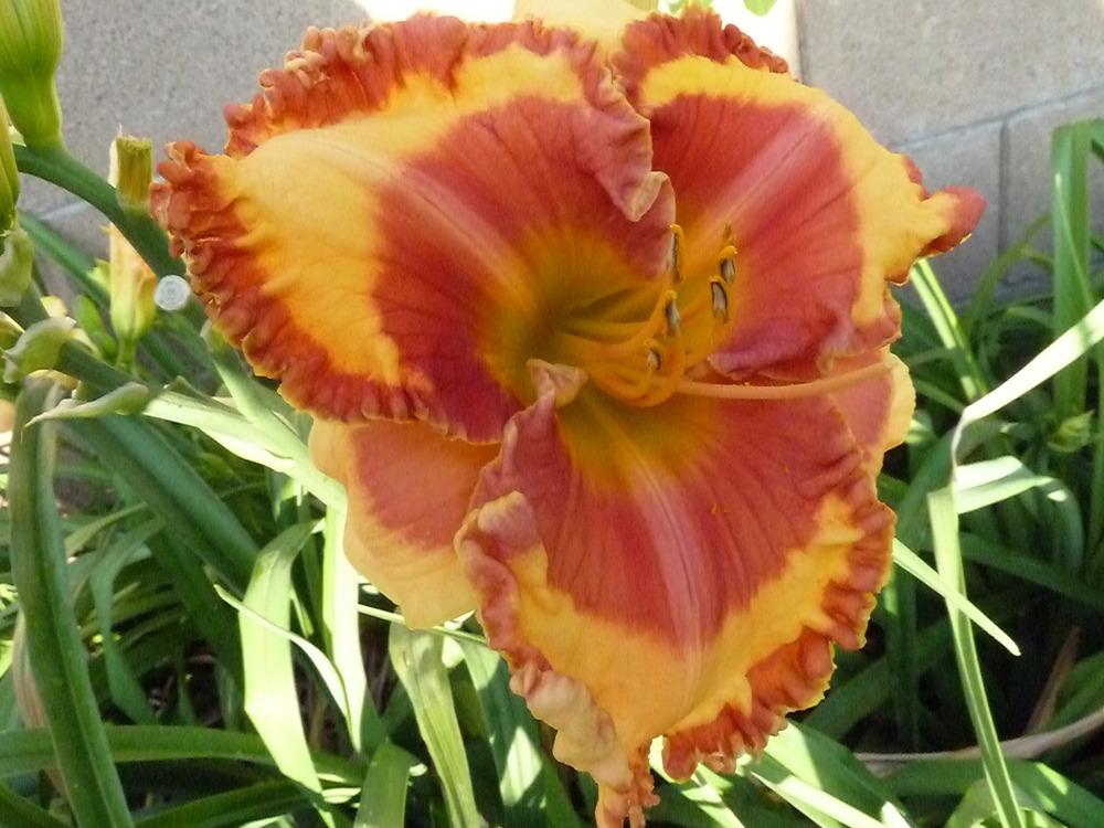 Photo of Daylily (Hemerocallis 'Orange Grove') uploaded by lyle627