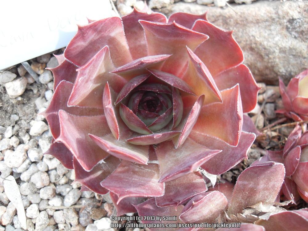 Photo of Hen and Chicks (Sempervivum 'Cavo Doro') uploaded by picklepuff