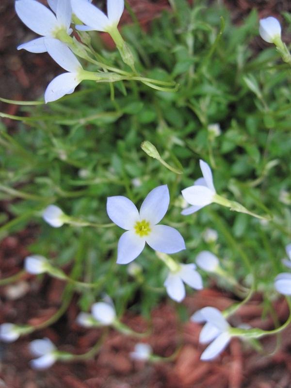 Photo of Bluets (Houstonia caerulea) uploaded by robertduval14