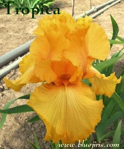 Photo of Tall Bearded Iris (Iris 'Tropica') uploaded by Calif_Sue