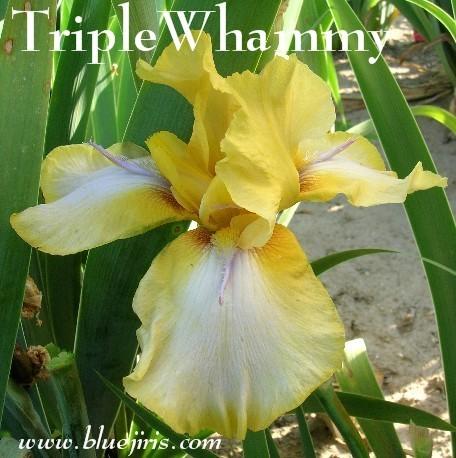 Photo of Tall Bearded Iris (Iris 'Triple Whammy') uploaded by Calif_Sue