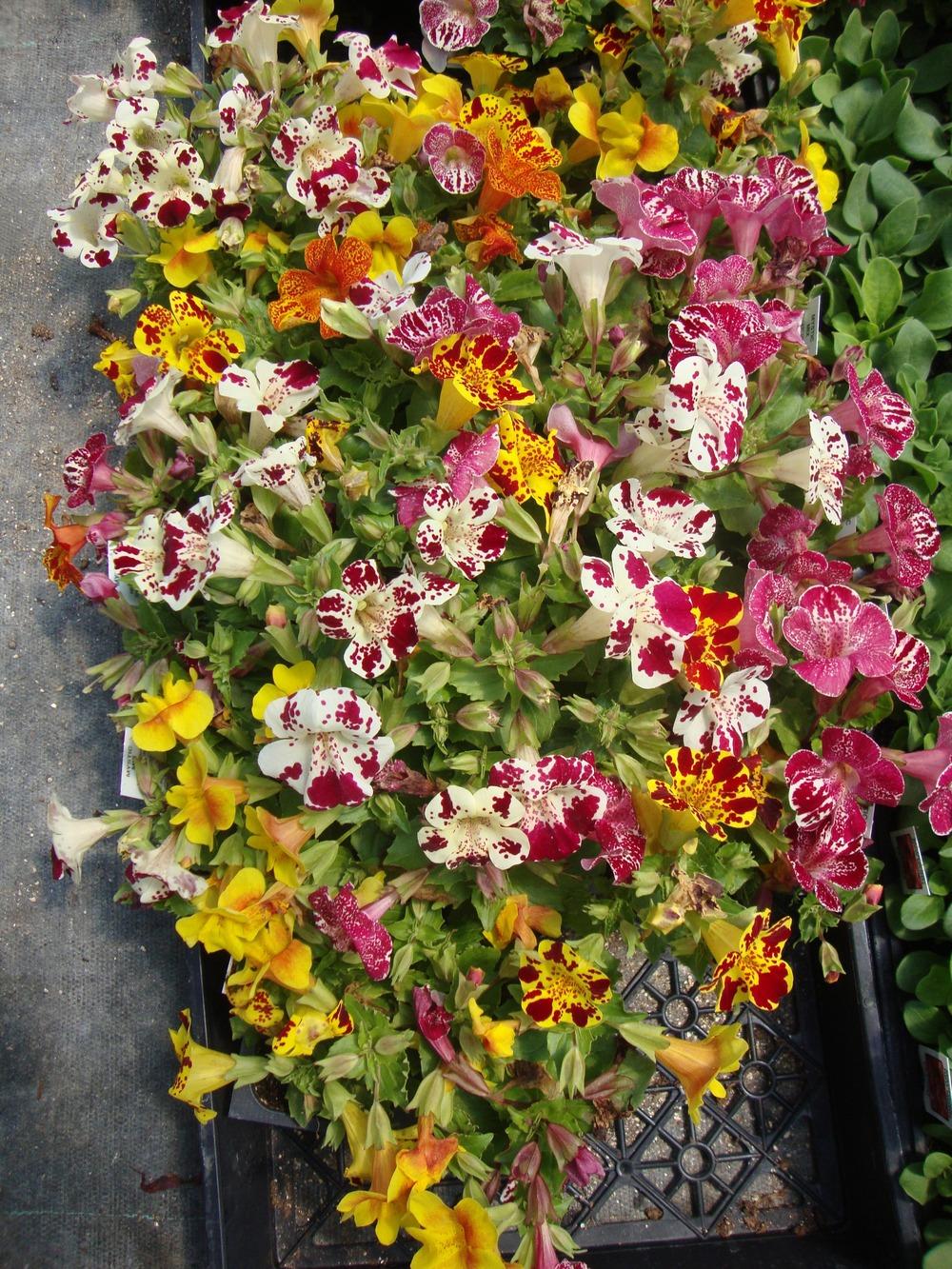 Photo of Mimulus (Erythranthe 'Mystic Mix') uploaded by Paul2032