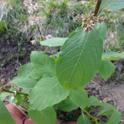 Location: Denver Metro CO
Date: 2013-05-06
This lilac does not have the normal heart-shaped leaves, but are 