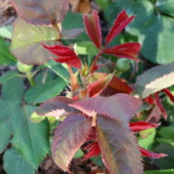 Location: Denver Metro CO
Date: 2013-05-06
Beautiful red new leaves