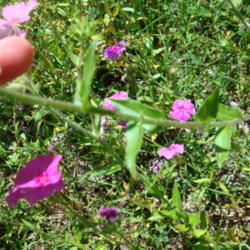 Location: zone 8 Lake City, Fl.
Date: 2013-05-06
note the hairy stem