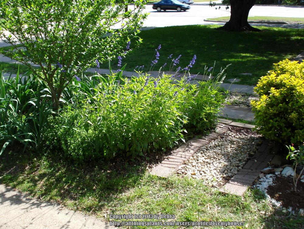 Photo of Mealycup Sage (Salvia farinacea 'Victoria Blue') uploaded by lovemyhouse