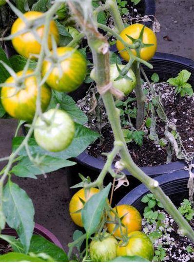 Photo of Tomato (Solanum lycopersicum 'Green Zebra') uploaded by vic