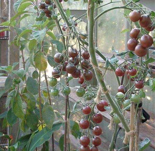 Photo of Tomato (Solanum lycopersicum 'Black Cherry') uploaded by vic
