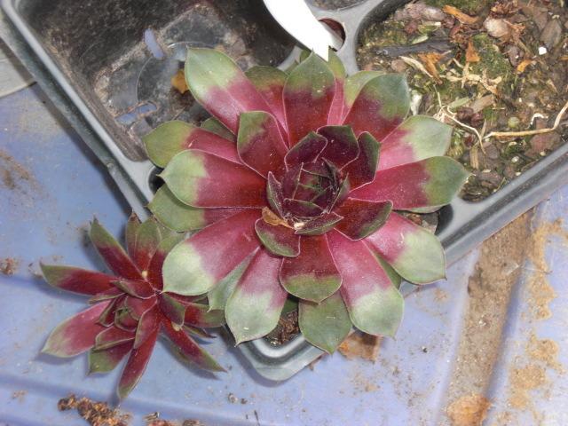 Photo of Hen and Chicks (Sempervivum 'Silver King') uploaded by Cahac