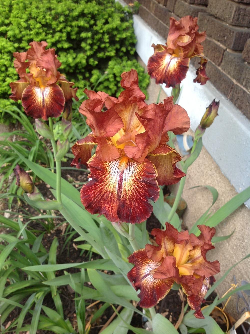 Photo of Tall Bearded Iris (Iris 'Paprika Fono's') uploaded by Lilydaydreamer
