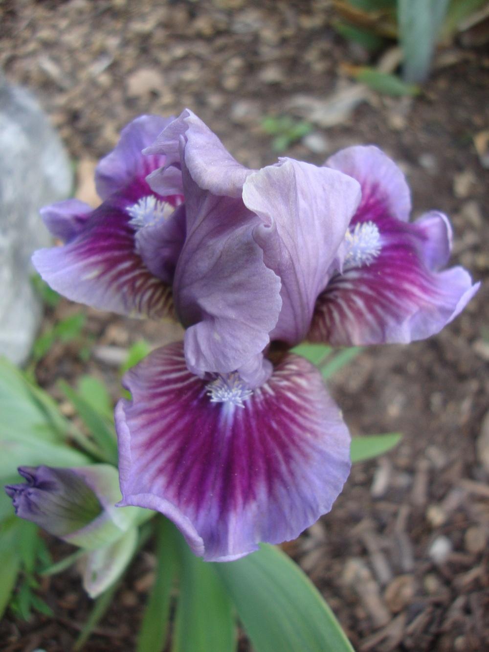 Photo of Standard Dwarf Bearded Iris (Iris 'Bow Tie') uploaded by Paul2032