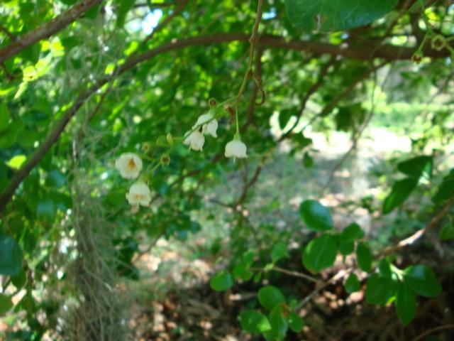 Photo of Farkleberry (Vaccinium arboreum) uploaded by flaflwrgrl
