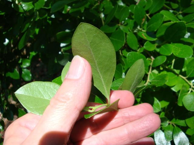 Photo of Farkleberry (Vaccinium arboreum) uploaded by flaflwrgrl