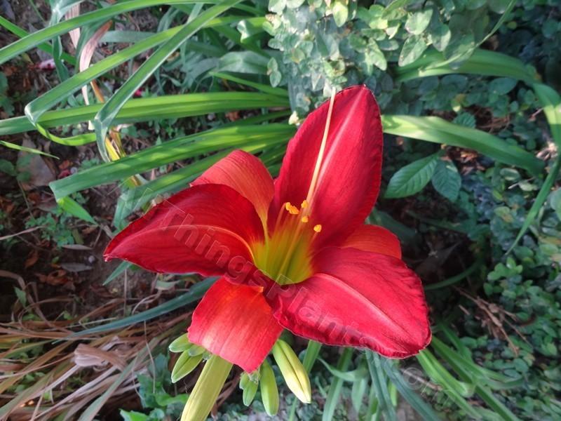 Photo of Daylily (Hemerocallis 'Clyde A. Reese') uploaded by kaleem