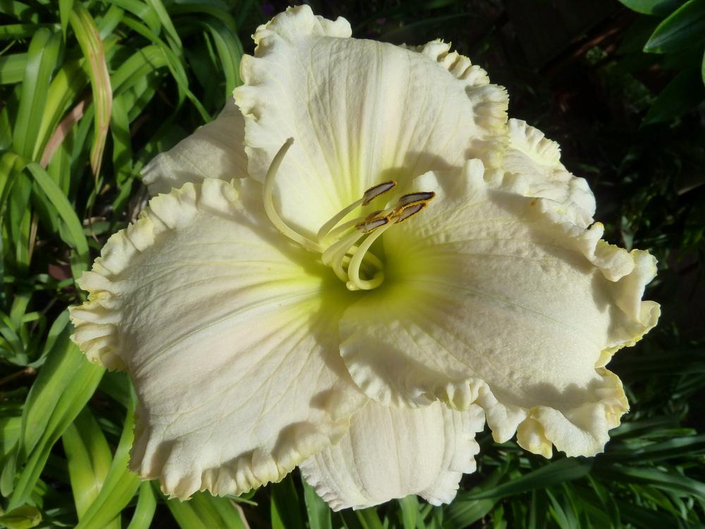 Photo of Daylily (Hemerocallis 'White Mountain') uploaded by lyle627