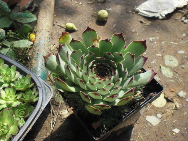 Photo of Hen and Chicks (Sempervivum calcareum) uploaded by Cahac
