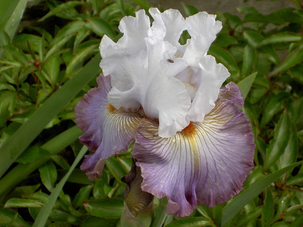 Photo of Tall Bearded Iris (Iris 'Arthouse') uploaded by Muddymitts