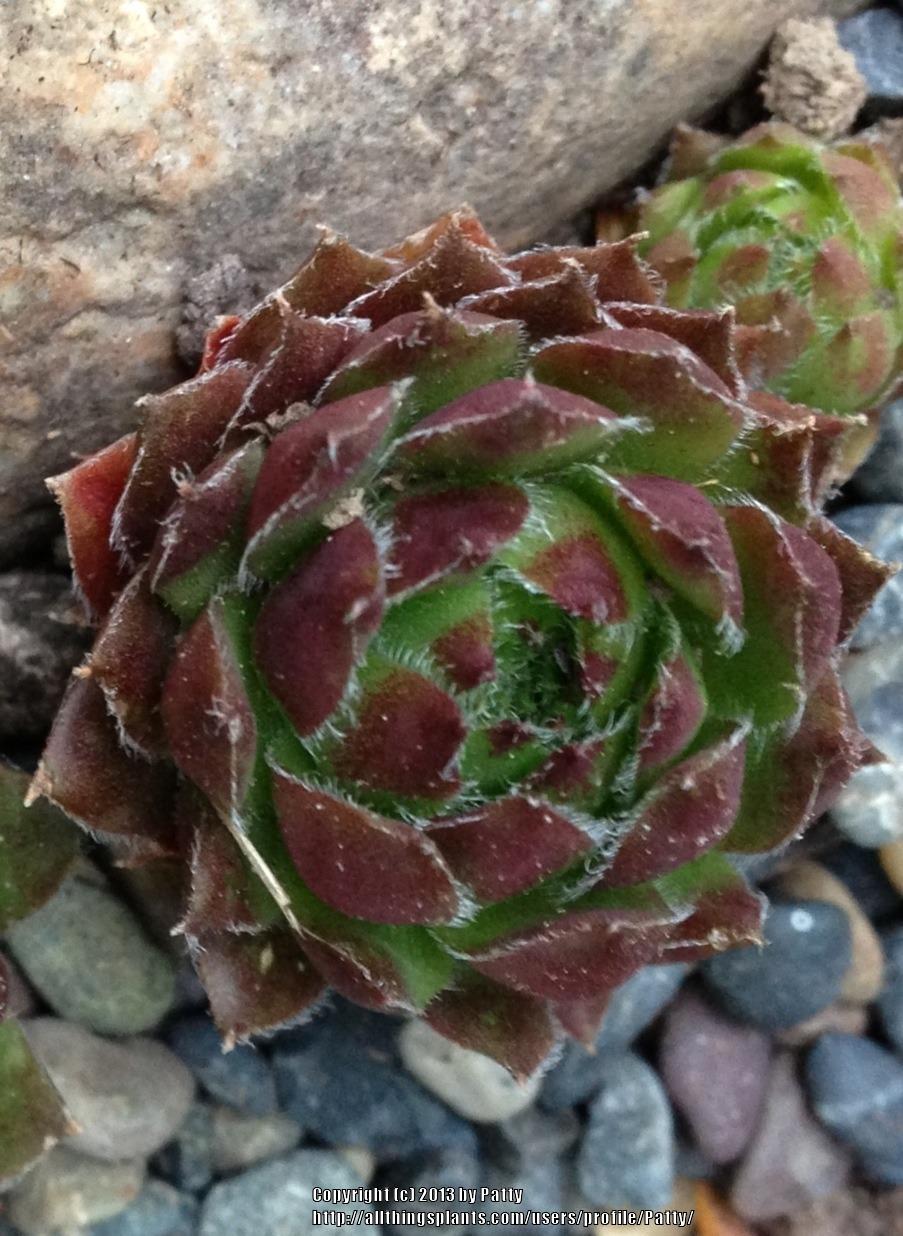 Photo of Hen and Chicks (Sempervivum 'Hall's Variety') uploaded by Patty