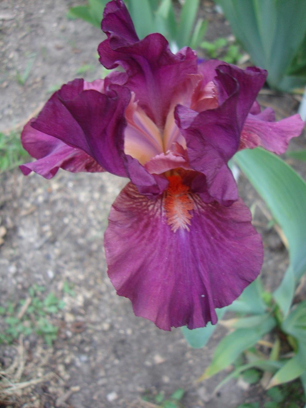 Photo of Intermediate Bearded Iris (Iris 'Revved Up Rose') uploaded by Paul2032