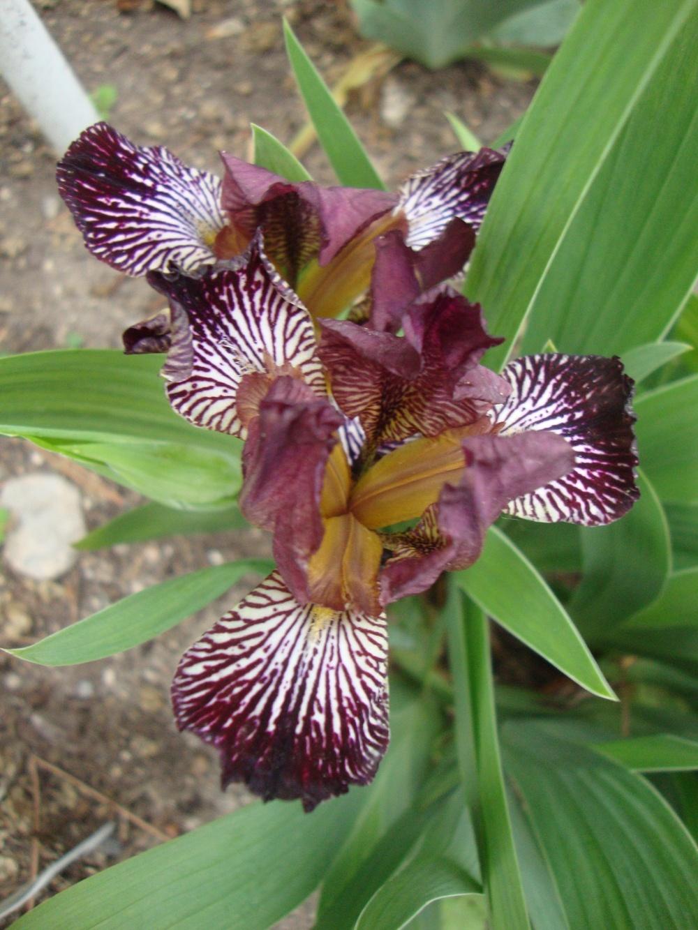 Photo of Miniature Tall Bearded Iris (Iris 'Rayos Adentro') uploaded by Paul2032
