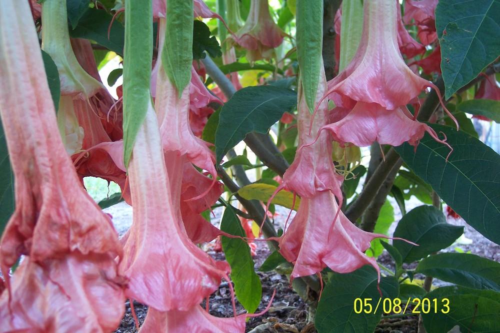 Photo of Angel Trumpet (Brugmansia 'Theas Liebling') uploaded by WilliamByrd