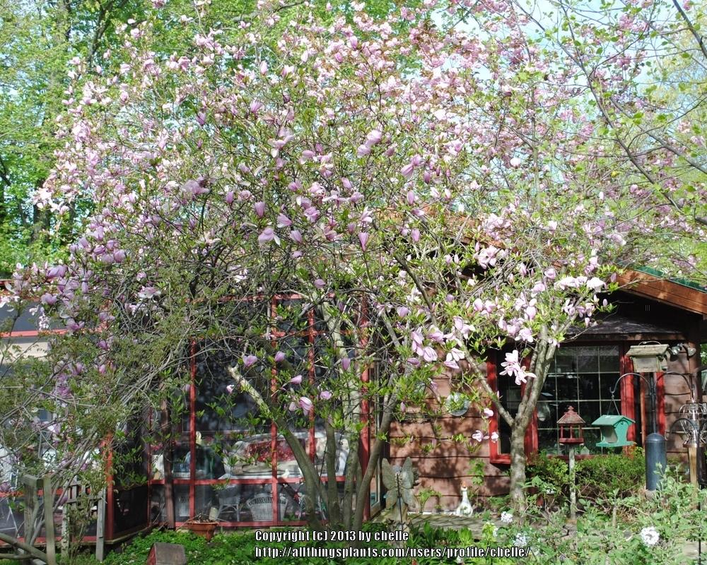 Photo of Tulip Magnolia (Magnolia 'Roseanne') uploaded by chelle