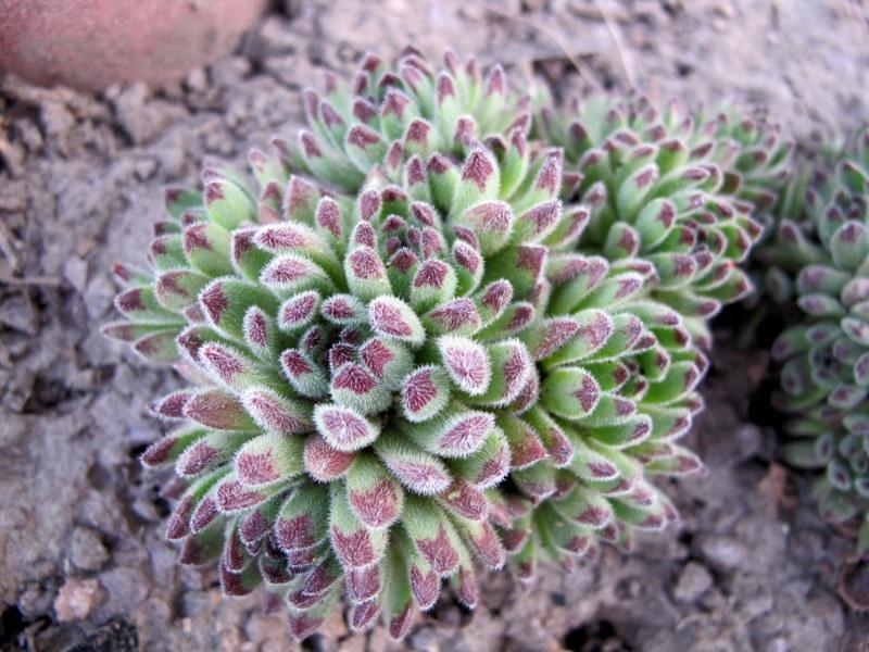 Photo of Hen and Chicks (Sempervivum pittonii) uploaded by goldfinch4