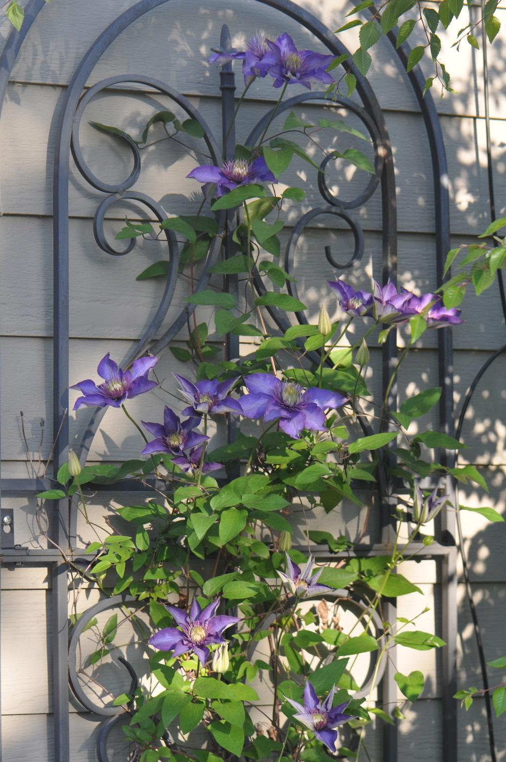 Photo of Clematis 'Multi Blue' uploaded by kosk0025