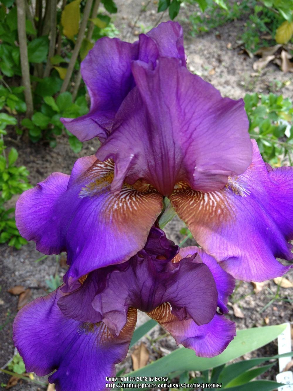 Photo of Tall Bearded Iris (Iris 'Ididit') uploaded by piksihk