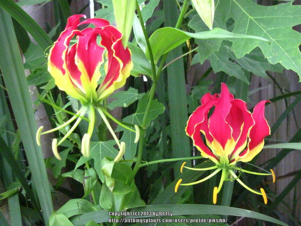 Photo of Flame Lily (Gloriosa) uploaded by piksihk