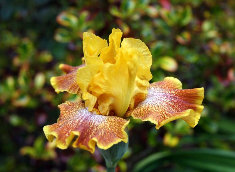 Photo of Tall Bearded Iris (Iris 'Wild Jasmine') uploaded by Calif_Sue