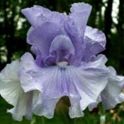 Some Big Star tall bearded iris
