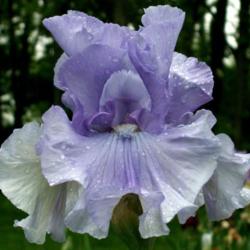 Location: Indiana
Date: May 
Some Big Star tall bearded iris