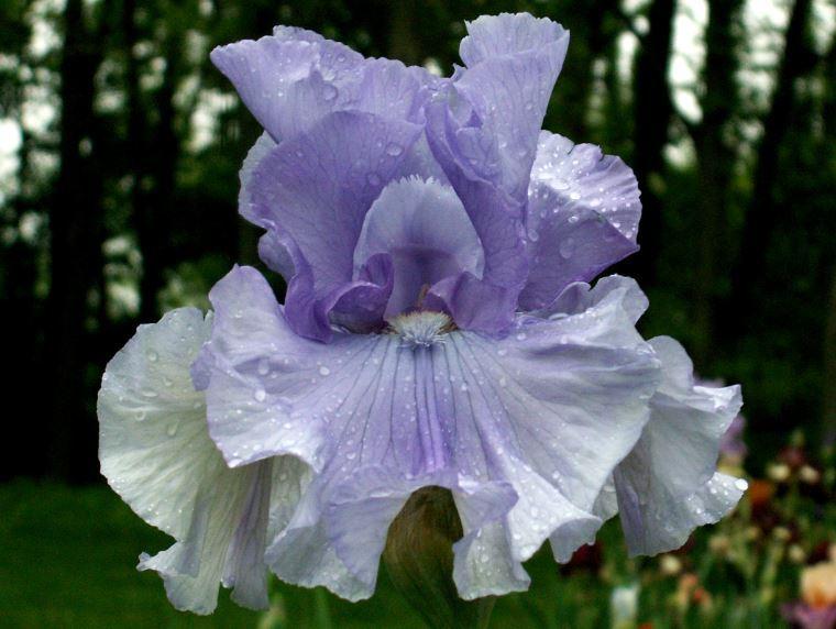 Photo of Tall Bearded Iris (Iris 'Some Big Star') uploaded by diggit