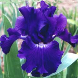 Location: Indiana
Date: May
Transworld tall bearded iris