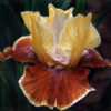 Cinnamon Sentiment tall bearded iris