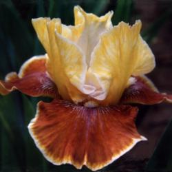 Location: Indiana
Date: May
Cinnamon Sentiment tall bearded iris