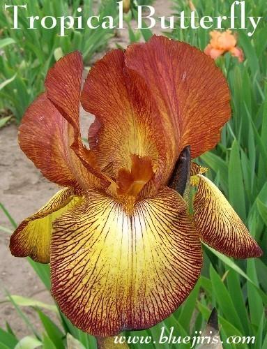 Photo of Tall Bearded Iris (Iris 'Tropical Butterfly') uploaded by Calif_Sue